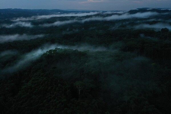 "Kawsak Sacha" / "The living Jungle"