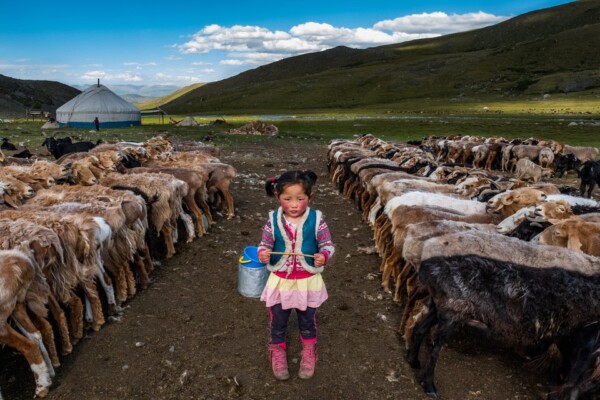 Among the Sheep - Altai Mountains, Mongolia
