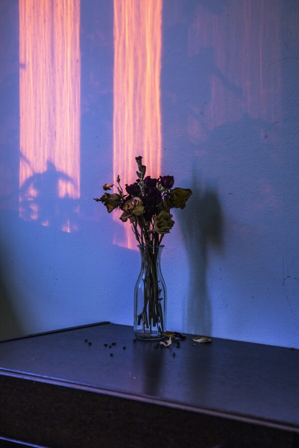 Flowers inside the abandoned house