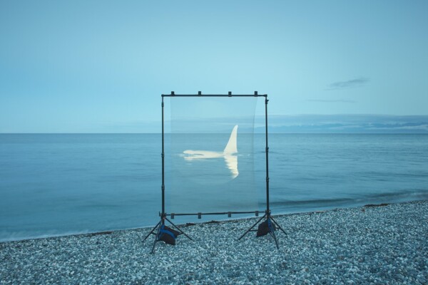 Southern Resident Killer Whale, Orcinus orca