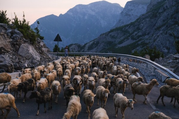 Transhumance, northern Albania