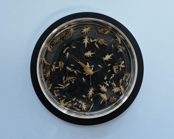 Plecoptera and Diptera