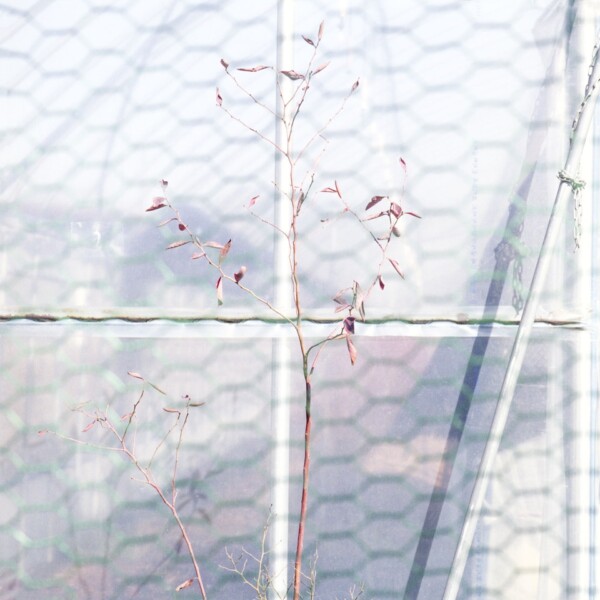 If This is a Human: a great curiosity