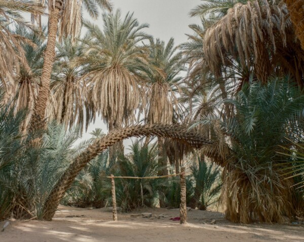 A tired palm tree. Landscape of the Akka oasis. February 2021 Akka, Morocco.